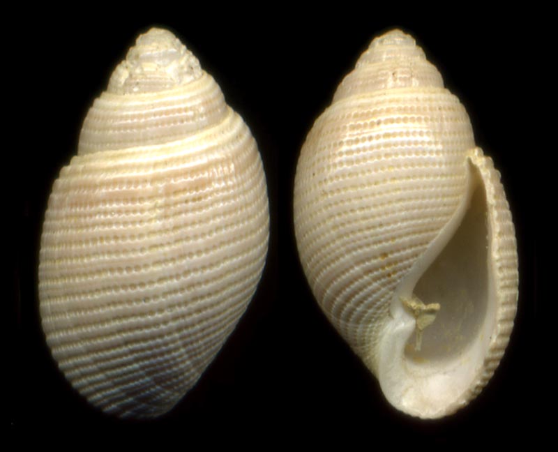 Japonacteon pusillus (Mac Gillivray, 1843)